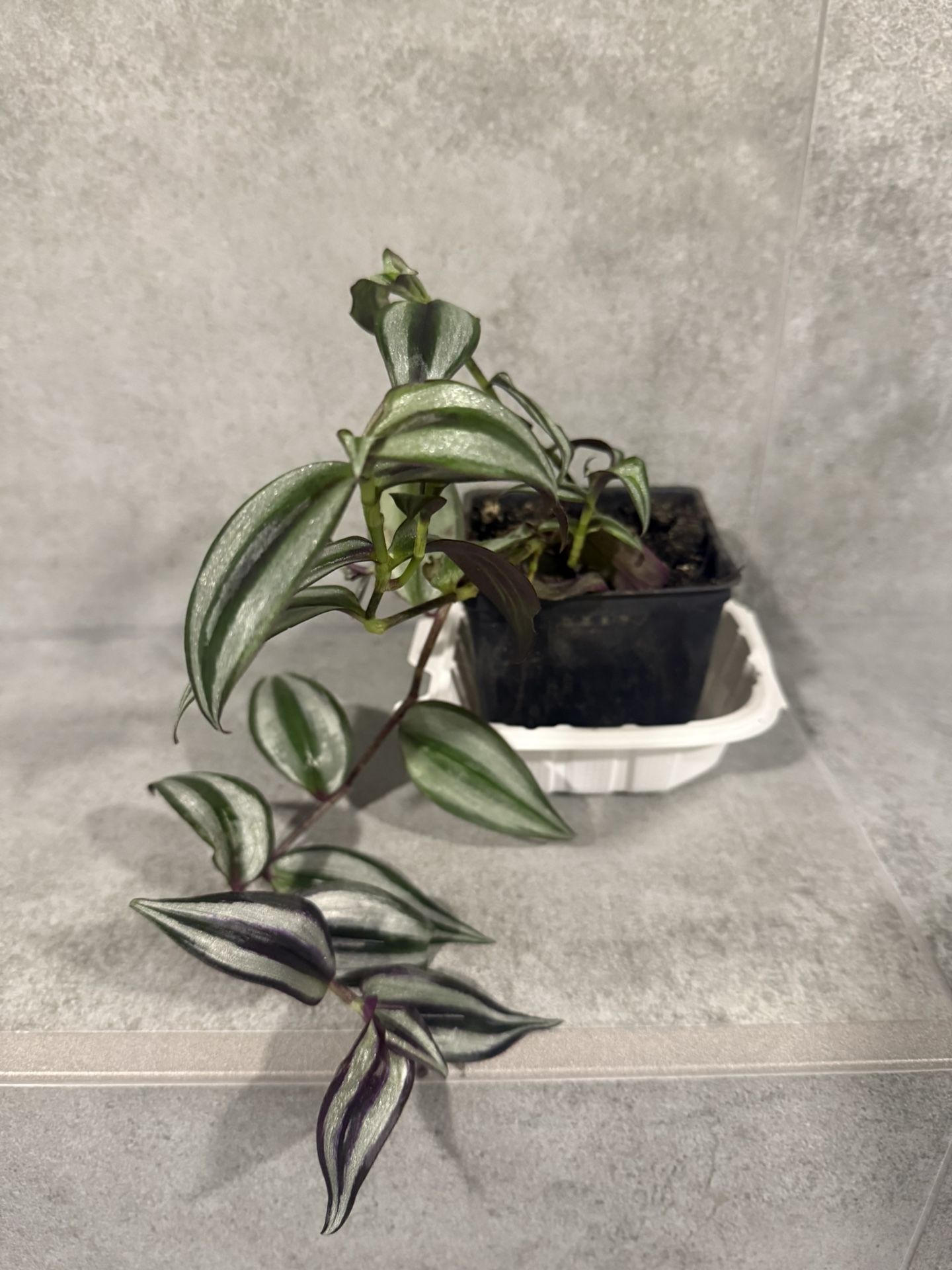 Stripped Vibrant Multi Colored Tradescantia Climbing Indoor Plant