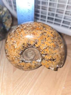 Large Ammonite Fossil (Metaphysical)