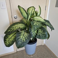 Dieffenbachia tropic snow. 
2ft tall.  10"pot 
