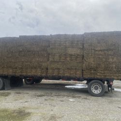 Alfalfa Cow Hay. (rain Damage)