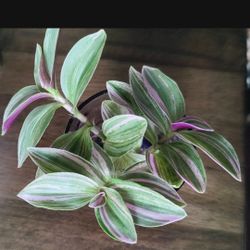 Tradescantia Plant Starters 