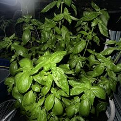 Organic Basil Cuttings