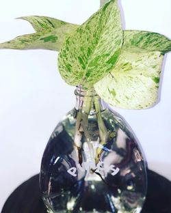 Marble Queen Pothos In “Pinch” Glass Bottle