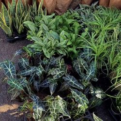 New Indoor plants Cây Cảnh Phong Thủy