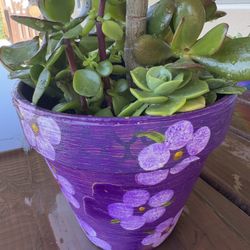 Succulents