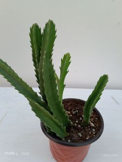 Stapelia Gigantea Starfish Cactus -  California Tropicals