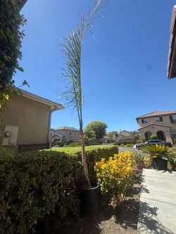 Tall Palm Tree in Black Nursery Pot