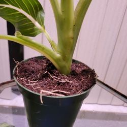 Absolutely Rare Defenbachia Sterling.