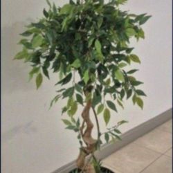 54" Faux Ficus Tree Topped with Bohemian Rainbow Stone / Succulent Greenery in a 12" Resin Planter @ Lasting Creations