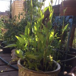 Beauty Of The Beholder