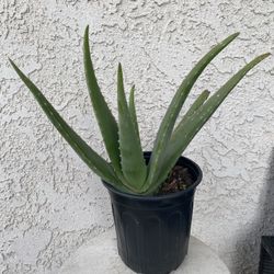 1 Gallon Pot of Succulent Plant - Aloe Vera - Aloe Officinalis Crosby’s Prolific - Established & Rooted - Drought Resistant - 🪴 