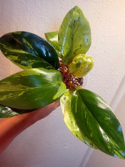 Philodendro Congo Draft Variegated