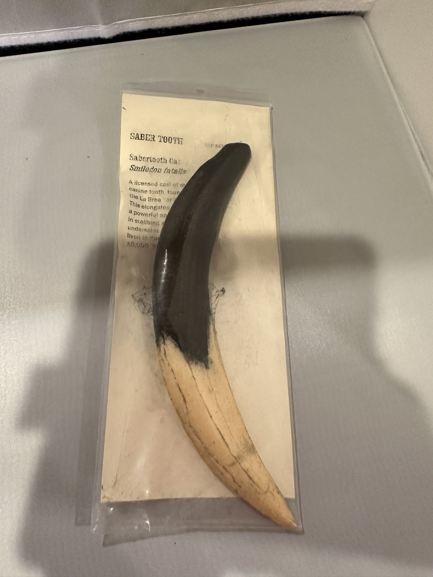 Saber Tooth Replica