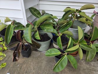 Rubber Tree Cutlings