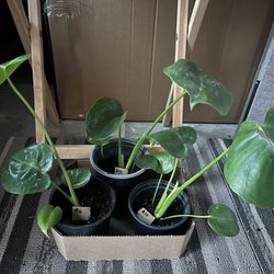 Small Monstera Plants 