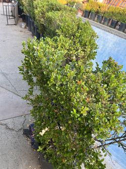 Japanese Boxwood