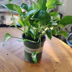 Plant