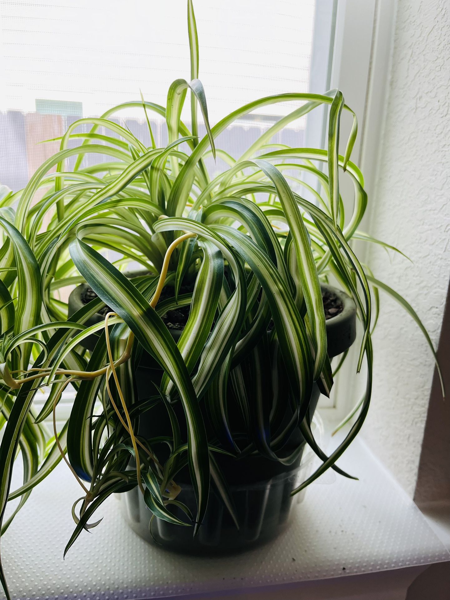 Curly Spider Plant In 8” Plastic Pot 