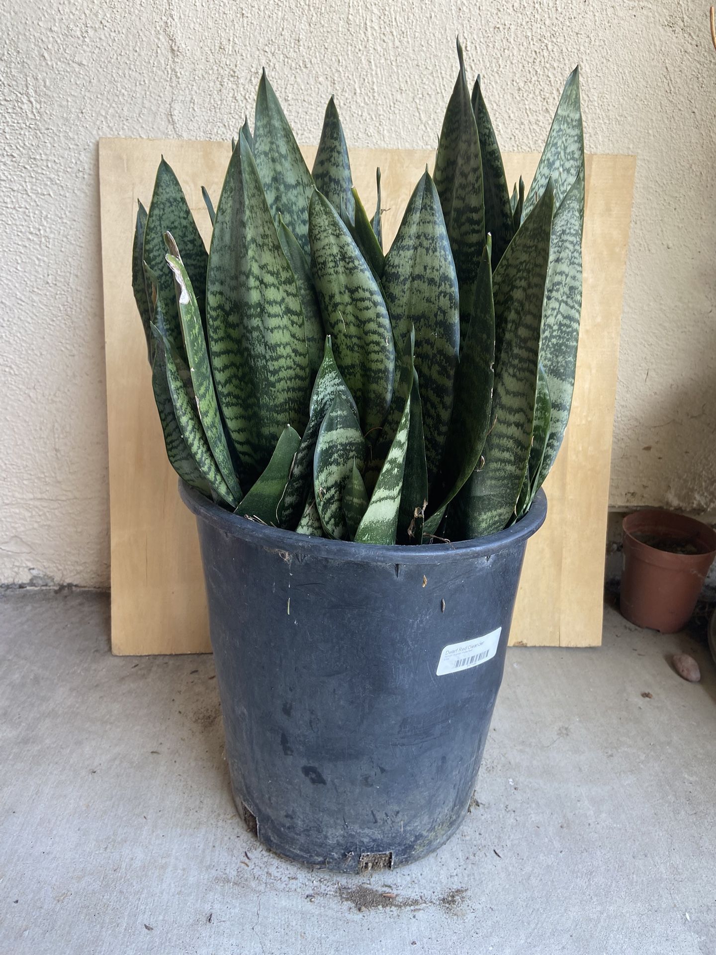 Snake Plants 5 Gallons Pot (Have a lot of pots)