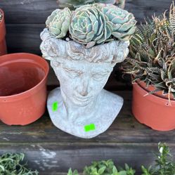 Decorate Succulent Face Only One 