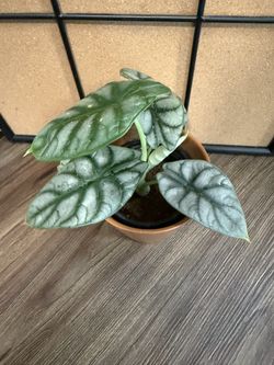 Alocasia Silver Dragon 