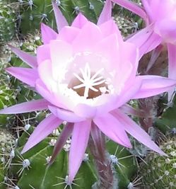 Cactus plant.