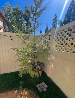 Tree in planter, FREE