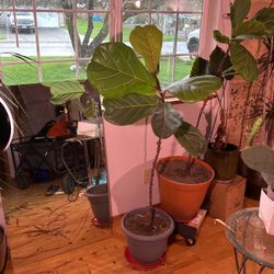 Fiddle Leaf Houses Plant 5 Ft Tall