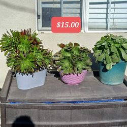 Succulent/ Succulentas
