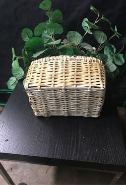 Planta para decoración