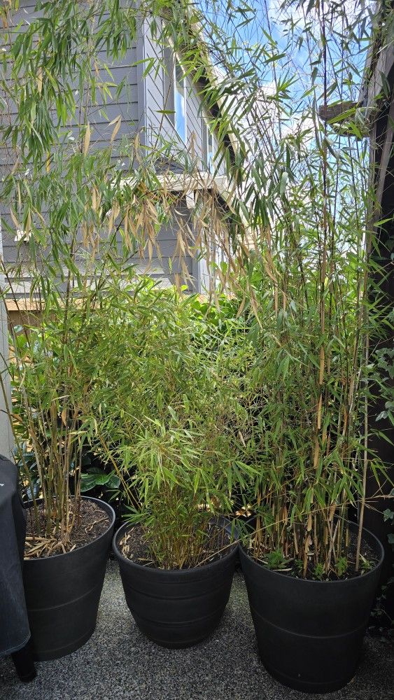 Bamboo