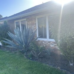 FREE Blue Agave Large succulents  (Newbury Park)