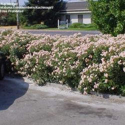 Oleander Flower Plant 3gal 
