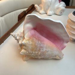 🐚 beautiful large queen conch shell real natural organic coastal beachy boho marine decor motif