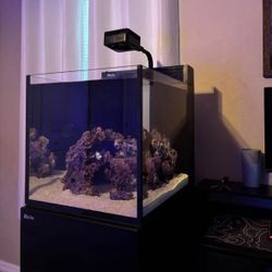 Saltwater Aquarium 