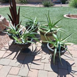Aloe Vera Plants/Pots