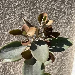 Copper succulent Plant With Pot