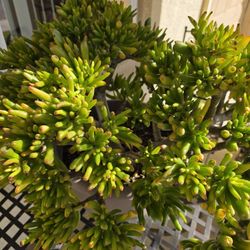 🌿🪴Crassula Ovata /Gollum Jade🪴🌿