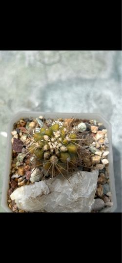 Copiapoa