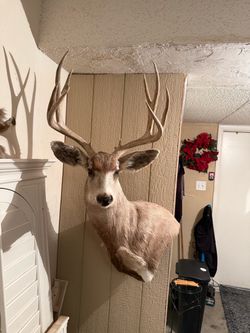 Mule Deer Taxidermy