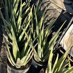 Aloe Vera’s Plants 🌱 