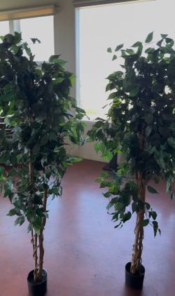 Pair of Artificial Ficus Trees in Black Pots