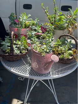 Succulents