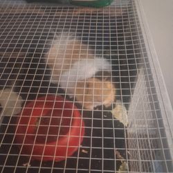 Female Guinea Pig