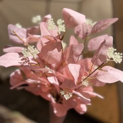 6 Pink Eucalyptus Stems for Table Centerpieces Event Decoration 