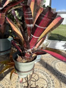 Bromeliad- Roberto Meniscal