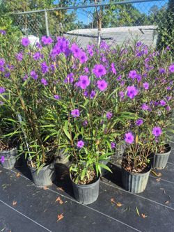 MEXICAN PETUNIA 3GALLONS