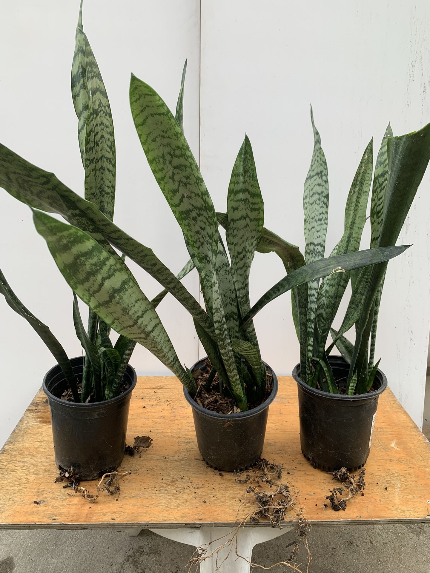 Snake Plants