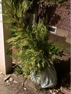Evergreen Arborvitae