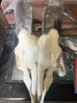 Goat skull